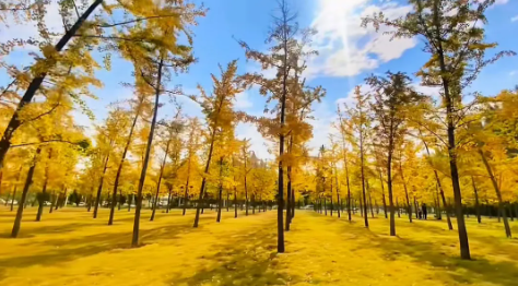 478d92f3e2bf9c91499a9247dd9f5a4a 478d92f3e2bf9c91499a9247dd9f5a4a.png