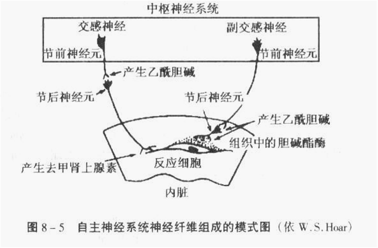 自主神经系统神经纤维组成的模式图.jpg