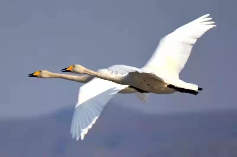 584550fd4203dc981b0474372308c98 584550fd4203dc981b0474372308c98.jpg