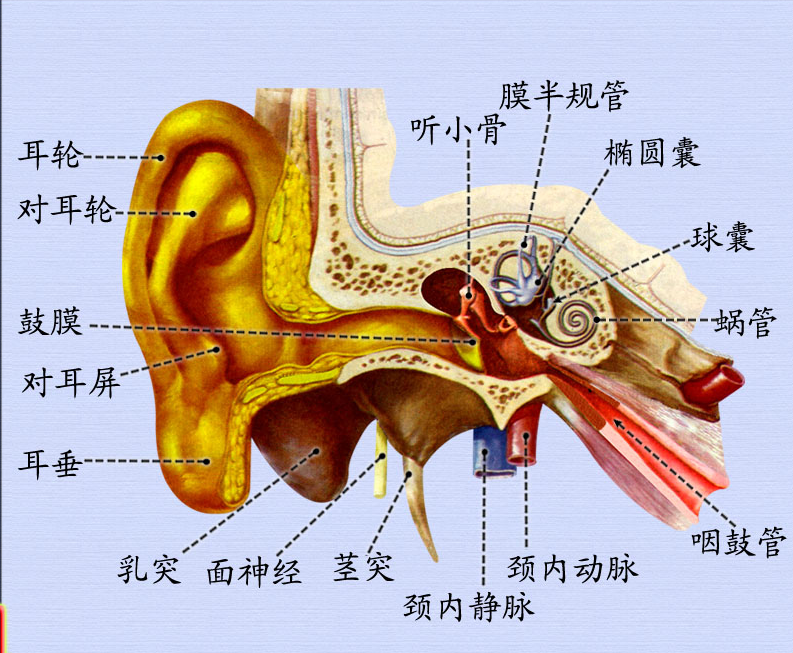 外耳.png