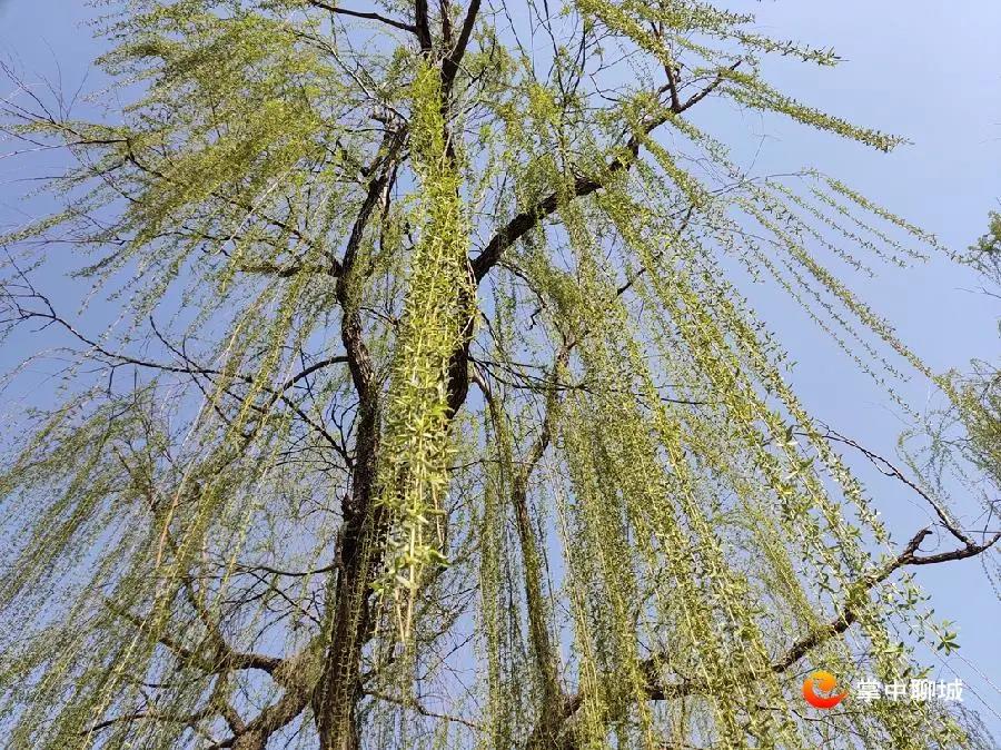 微信图片_20210308084903 微信图片_20210308084903.jpg