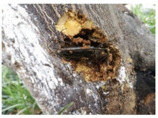 pagenumber_ebook=73,pagenumber_book=65