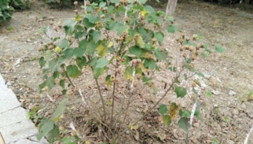 pagenumber_ebook=107,pagenumber_book=99