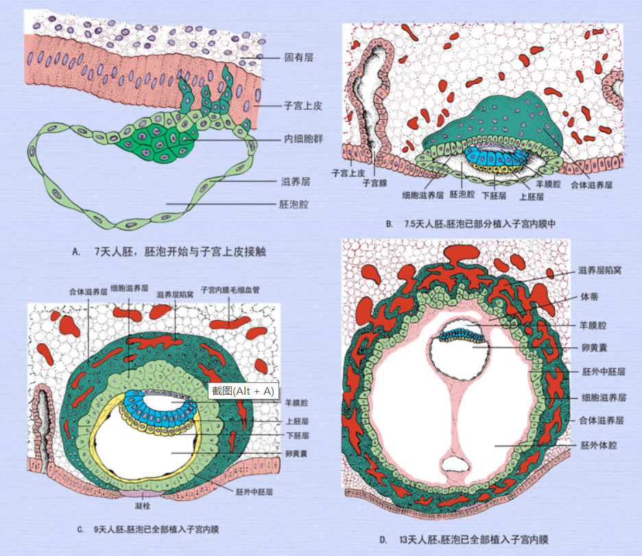 胚泡植入过程示意图.png