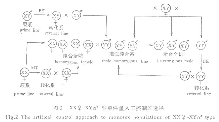 鱼类人工性别控制途径1.jpg