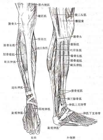 下肢肌.jpg