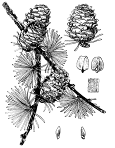 图23 日本落叶松