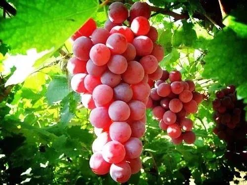 微信图片_20200712020512 微信图片_20200712020512.jpg