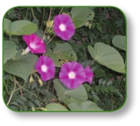 pagenumber_ebook=90,pagenumber_book=77