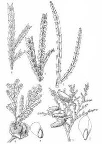 翠柏 福建柏correct