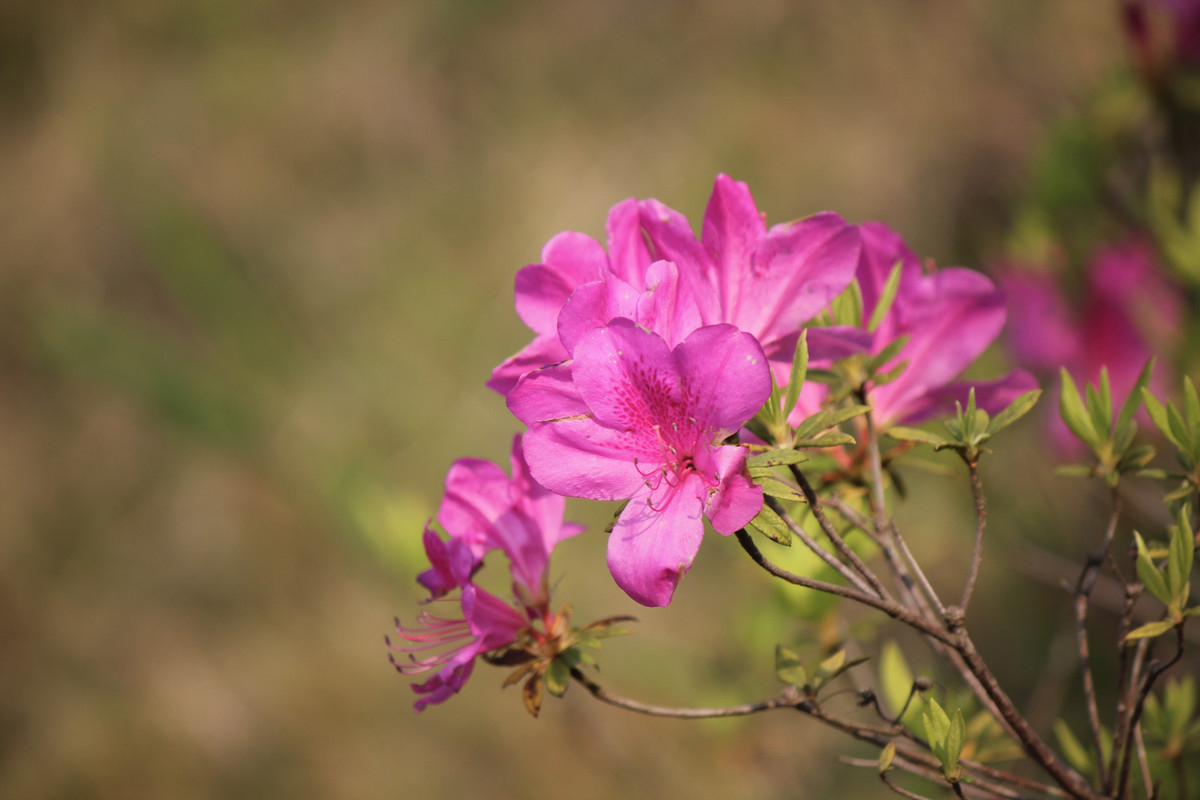 微信图片_20210315110945 微信图片_20210315110945.jpg