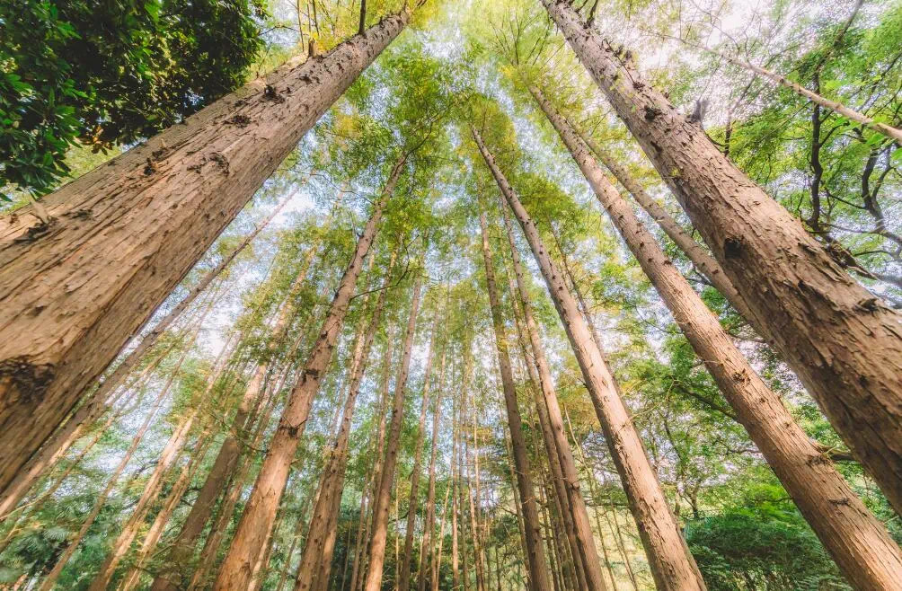 IMG_0228(20210105-090702) IMG_0228(20210105-090702).jpg?v=1762126995804