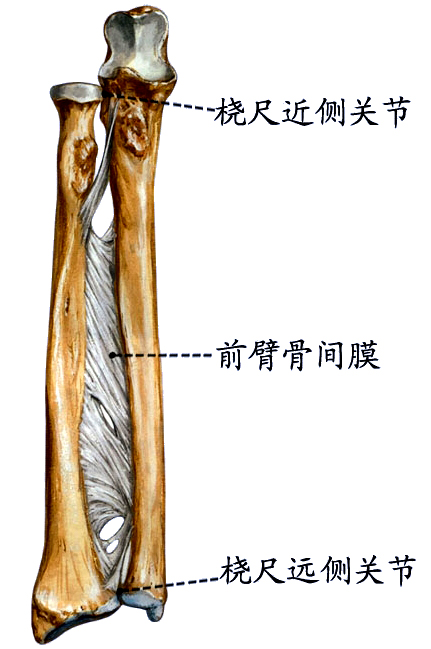 前臂骨连结.jpg