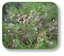 pagenumber_ebook=231,pagenumber_book=218