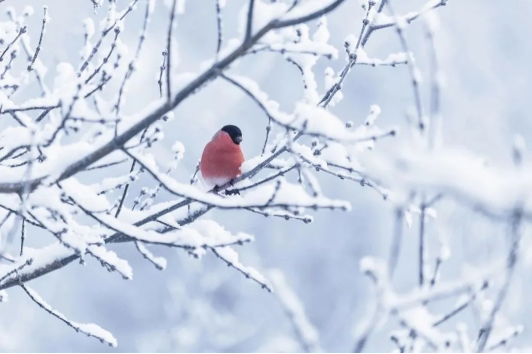 image image.png?v=1770185964493