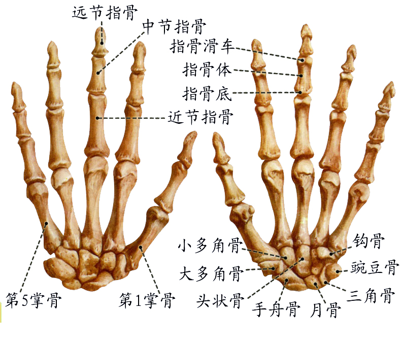 手骨.jpg