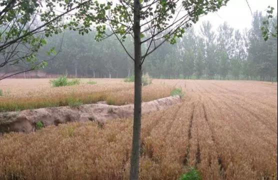 微信图片_20210113102225 微信图片_20210113102225.jpg