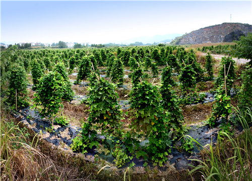 aa06--DSC_6237一派生机盎然,生气蓬勃的喜人景象。 aa06--DSC_6237一派生机盎然,生气蓬勃的喜人景象。.jpg