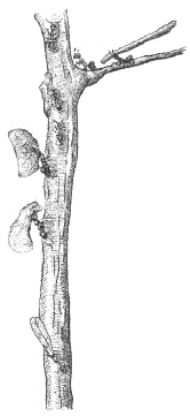 pagenumber_ebook=250,pagenumber_book=234