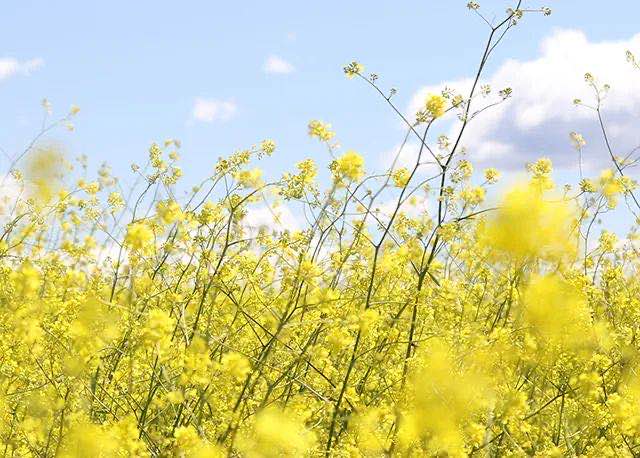 098a1c17d167824fefa759a337df698 098a1c17d167824fefa759a337df698.jpg?v=1770179860504