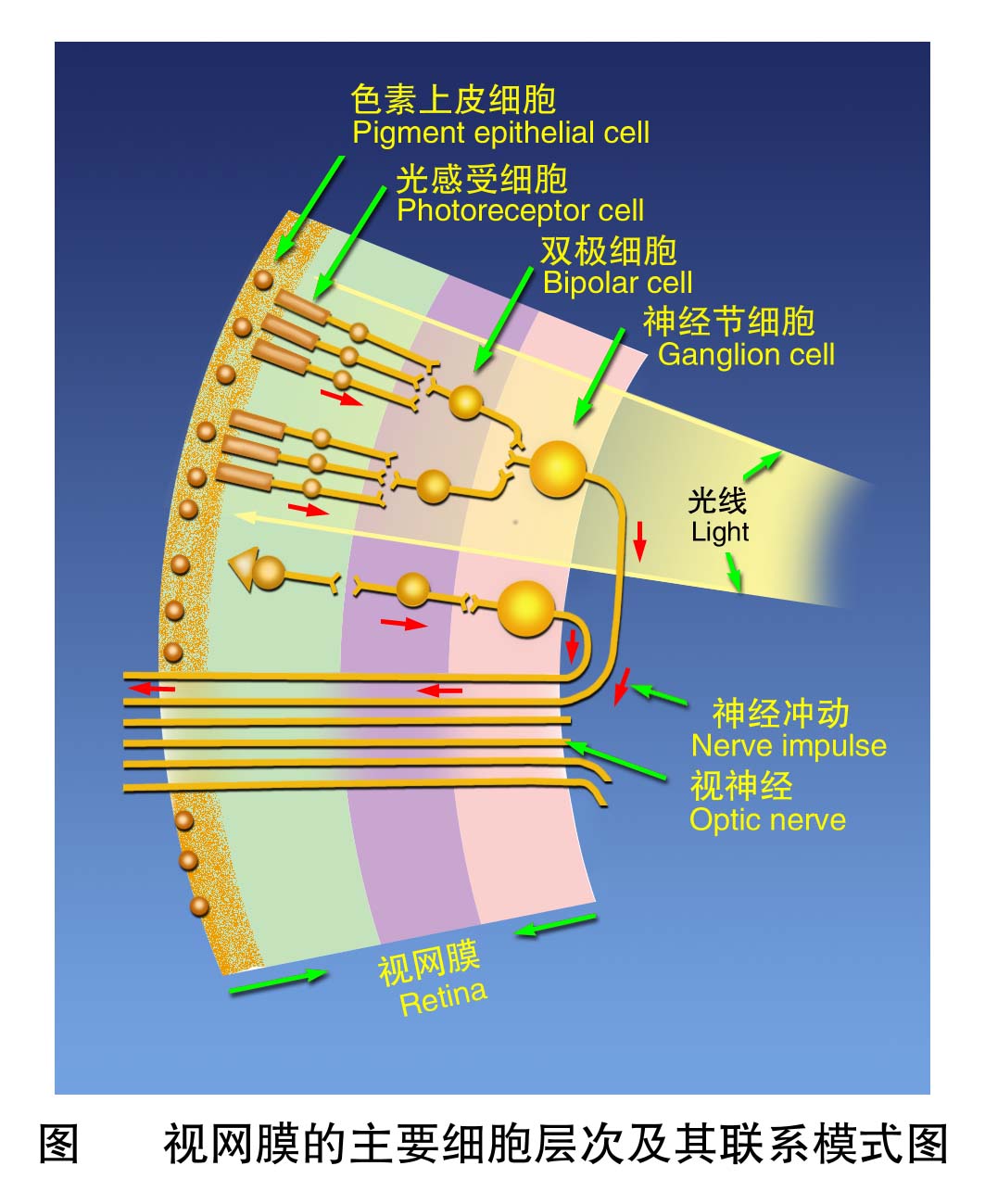 18-视网膜的主要细胞层次及其联系模式图 .jpg