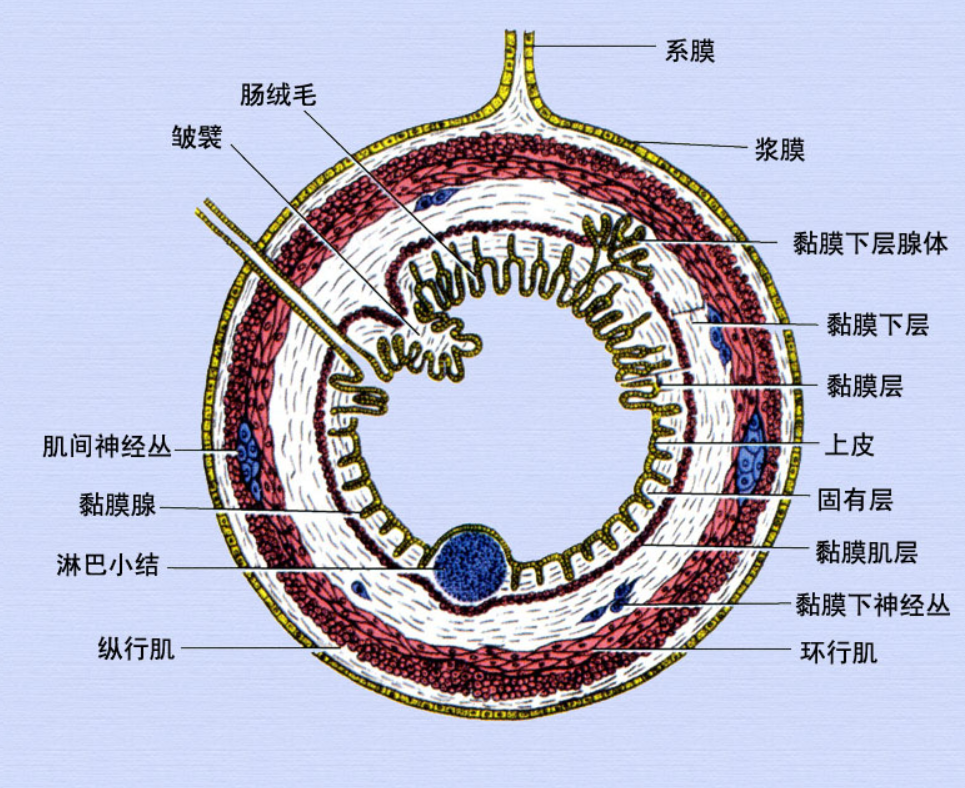消化管壁的一般结构.png
