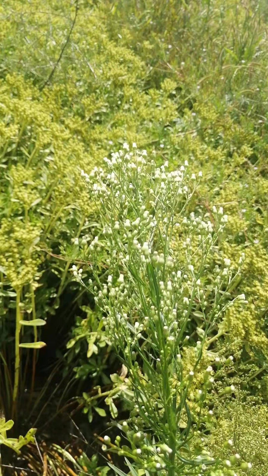 37af0ed7f3e42bf9b9eec30b574c2e3 37af0ed7f3e42bf9b9eec30b574c2e3