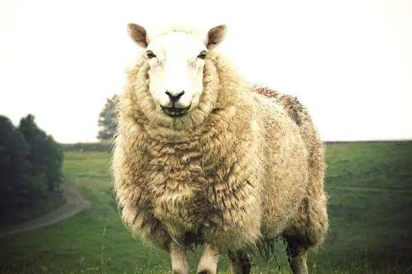 微信图片_20210819154016 微信图片_20210819154016.jpg?v=1765886236734