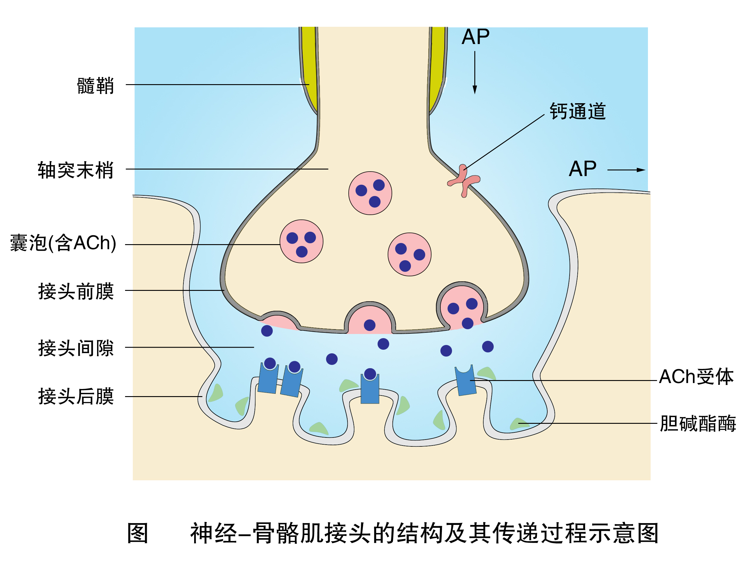 神经肌肉接头的结构与化学传递过程示意图.jpg