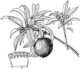 pagenumber_ebook=100,pagenumber_book=100