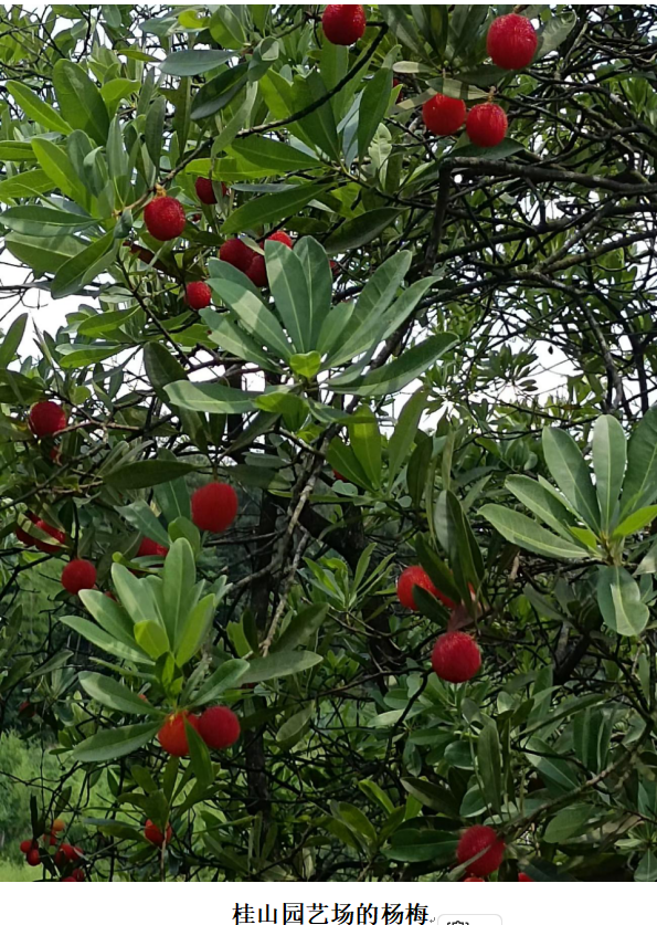 1732340915391 1732340915391.png