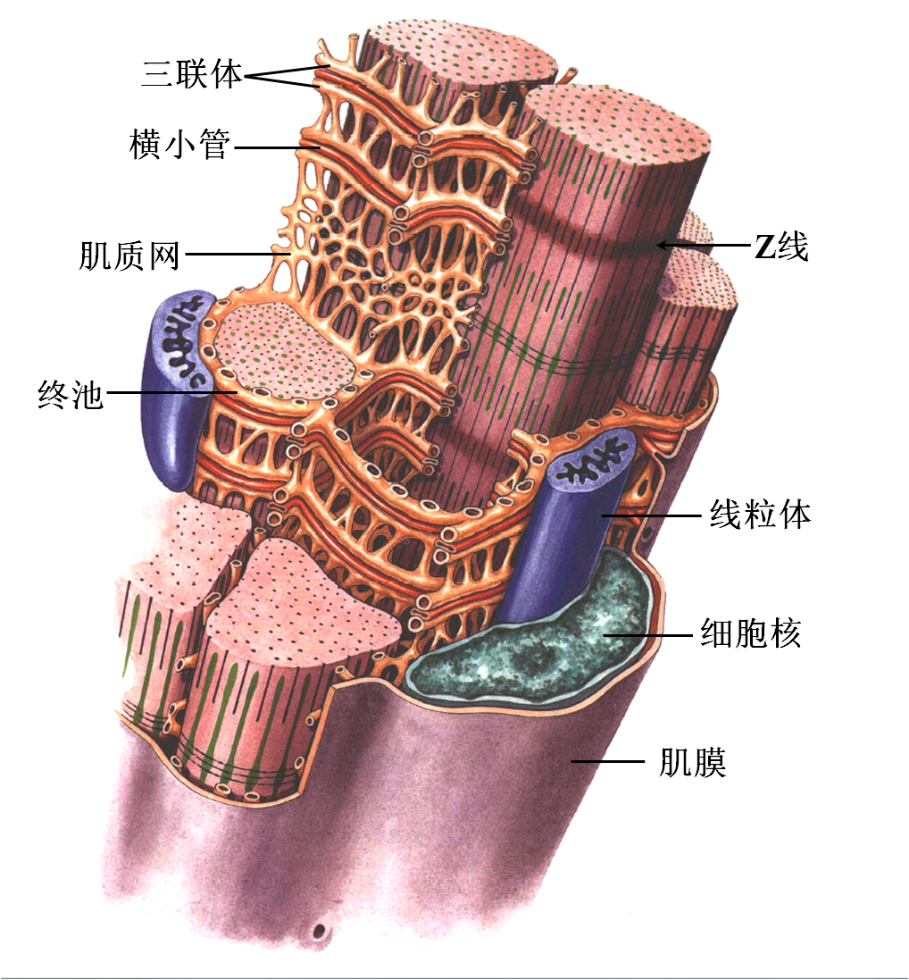 骨骼肌纤维超微结构模式图 (2).png
