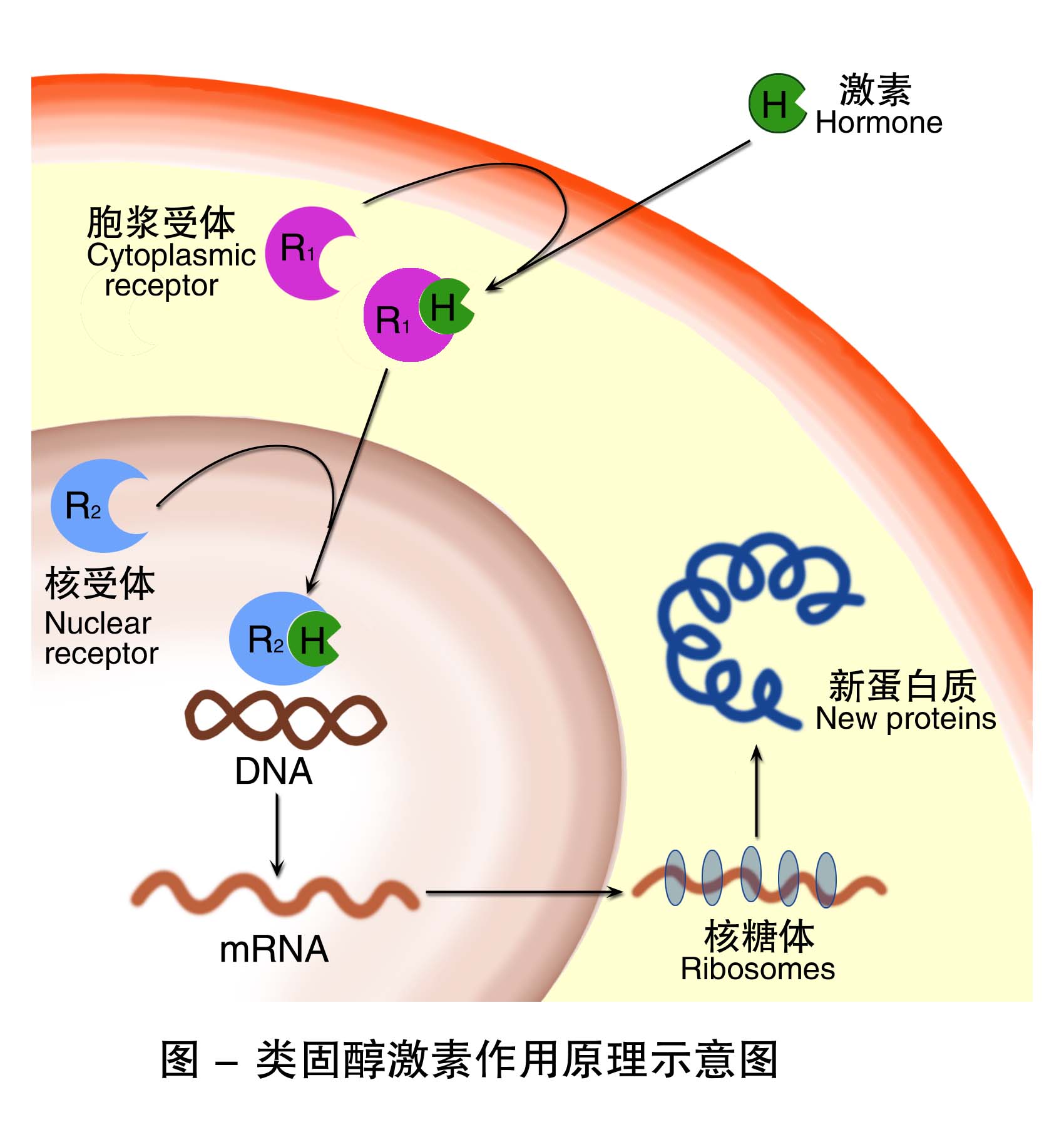 3-类固醇激素作用原理示意图 .jpg