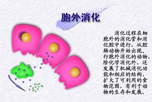 细胞外消化.jpg
