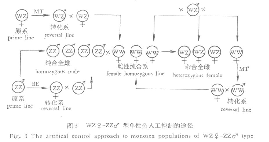 鱼类人工性别控制途径2.jpg