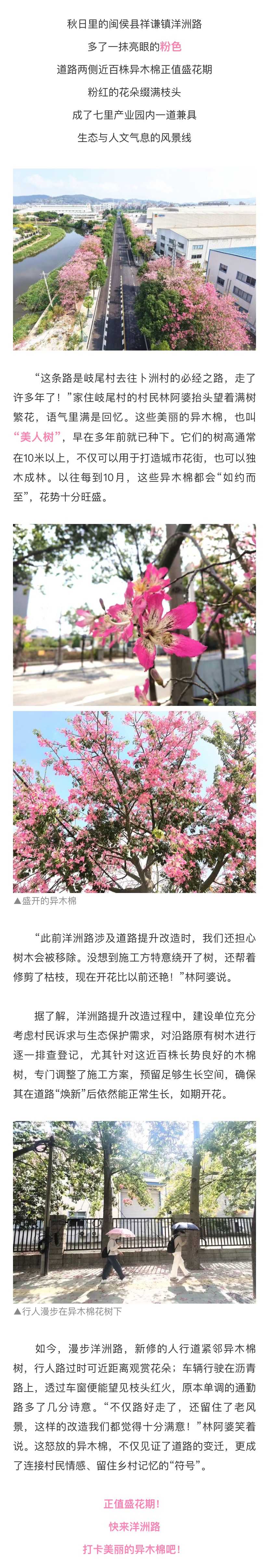20251016【资讯】粉色邂逅！闽侯这条路太浪漫了！2.jpg
