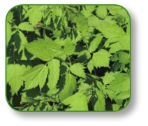 pagenumber_ebook=34,pagenumber_book=21