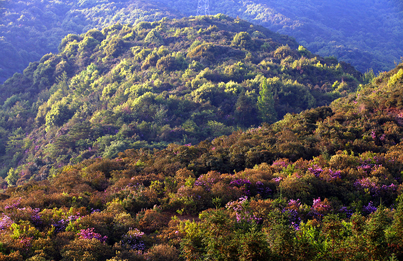 观音山(黄光明) 观音山(黄光明).jpg