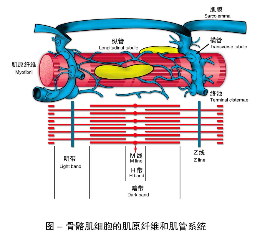 22-骨骼肌细胞的肌原纤维和肌管系统.jpg