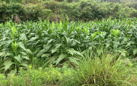 图片 1 图片 1.png