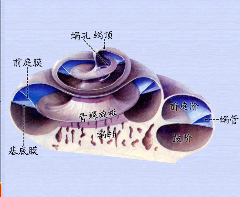 耳蜗.png