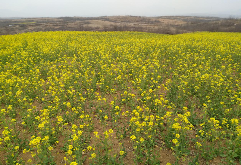 图片6_副本 图片6_副本.png