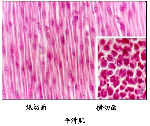 平滑肌.jpg