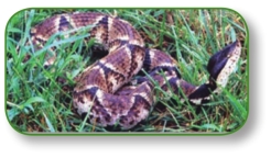 pagenumber_ebook=95,pagenumber_book=82