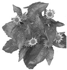 pagenumber_ebook=200,pagenumber_book=200