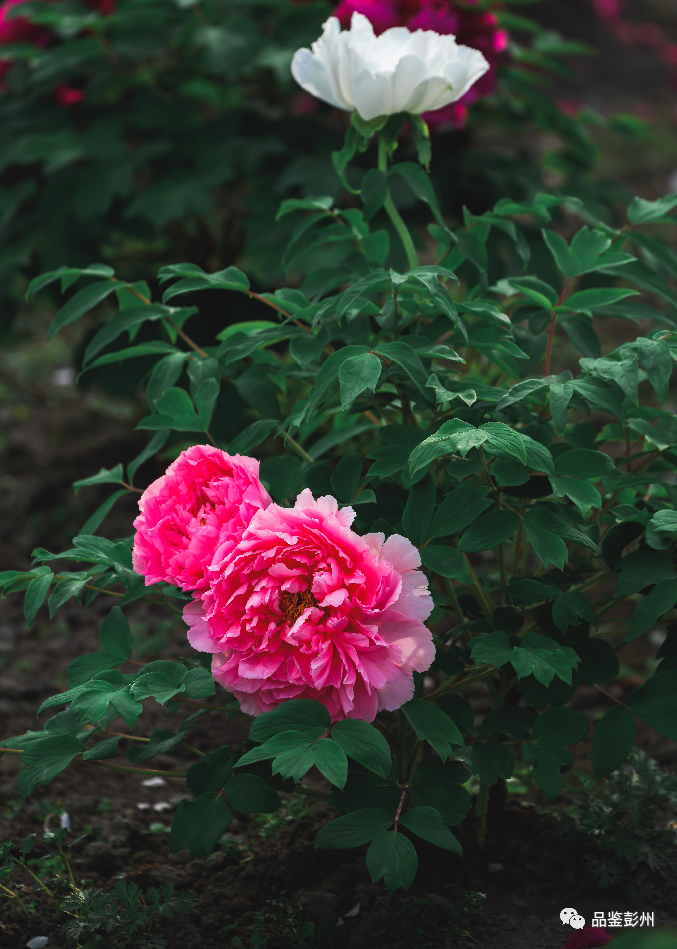 6 6.png?v=1765587968891