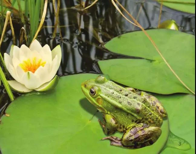 1英文绘本分享活动3