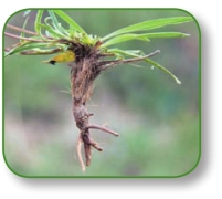 pagenumber_ebook=98,pagenumber_book=85