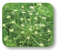 pagenumber_ebook=274,pagenumber_book=261