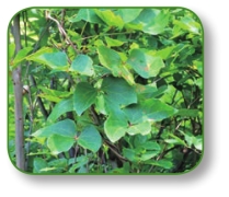 pagenumber_ebook=63,pagenumber_book=50